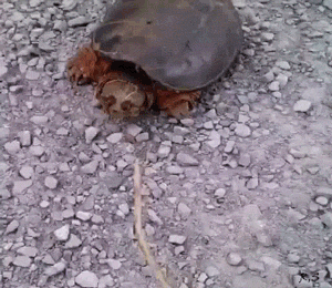 ddf0f092gw1f080hhlg3dg208c078u0x.gif