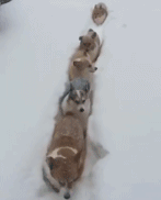 7cff6573jw1f08oq34ohvg2043052x6p.gif